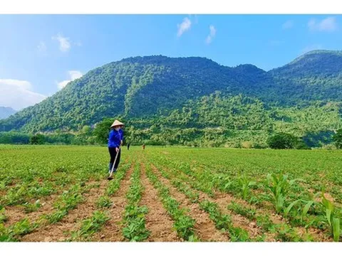 Đậu phộng giống bán cho nông dân Quảng Bình nghi là "giống giả"