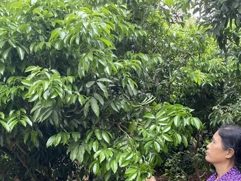 Người trồng vải thiều ở Bắc Giang lo mất mùa