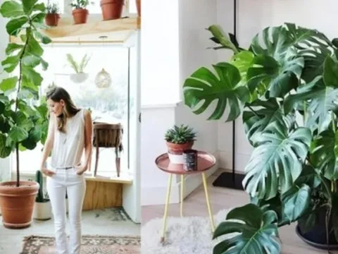 Nhà giàu "khoái" chưng 5 cây xanh lá lớn, sức sống bừng bừng ở phòng khách để phú quý không ngừng chảy vào nhà