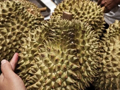 Thêm một loại sầu riêng sắp được xuất khẩu sang Trung Quốc