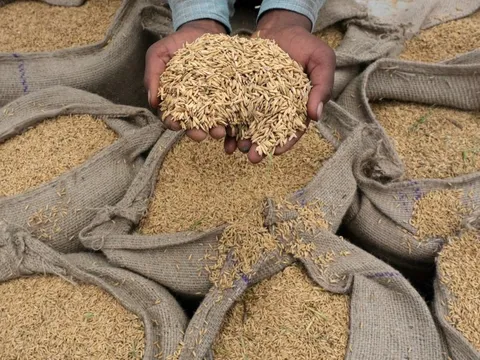Việt Nam trúng thầu 108.000 tấn gạo xuất sang Indonesia, giá thấp nhất trong các nguồn cung