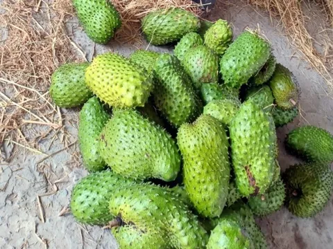 Giá tăng hơn gấp đôi, nhà vườn trồng mãng cầu xiêm phấn khởi