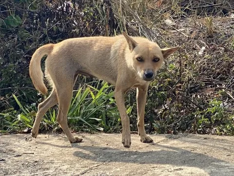 Đắk Lắk: Mỗi năm có khoảng 6.000 người bị chó, mèo cắn