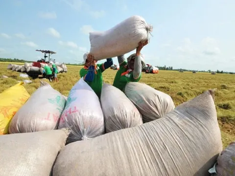 Giá lúa gạo phiên đầu tuần sôi động