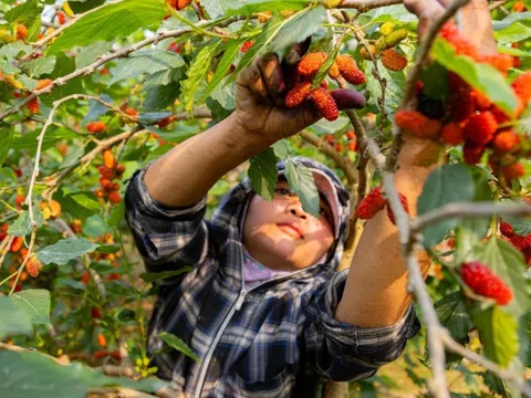 Dâu tằm được mùa chín trĩu cành, người trồng hốt bạc