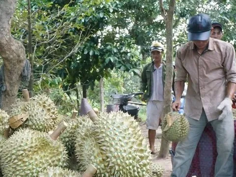 Câu trả lời về nguyên nhân sầu riêng nhiễm cadimi rất có vấn đề?