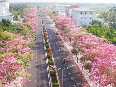 Hút hồn với vẻ đẹp của đường hoa kèn hồng đẹp nhất miền Tây