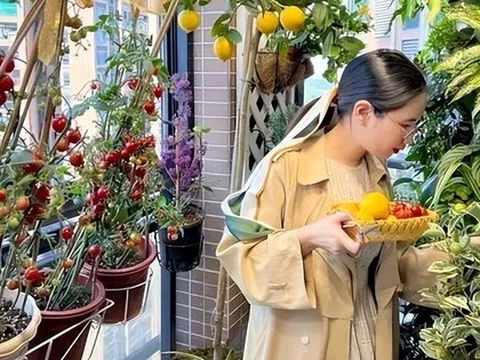 Người phụ nữ gây sốt nhờ vườn cây trĩu quả trên ban công chung cư, dân mạng xuýt xoa: "Sao trồng hay vậy?"