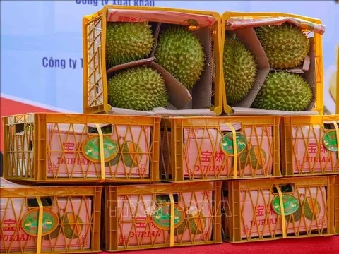 Sầu riêng Việt Nam chiếm gần 32% thị phần tại Trung Quốc