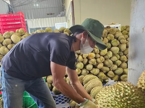 Thủ phủ sầu riêng Đắk Lắk kiến nghị gì sau vụ 30 lô hàng bị nhiễm cadimi?