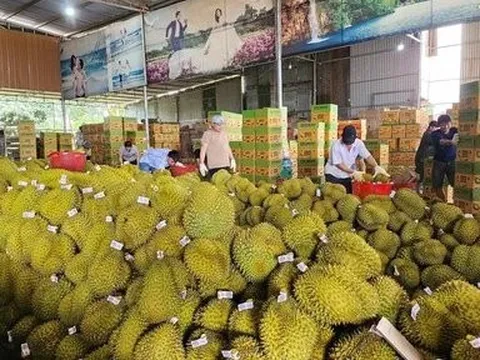 Đắk Lắk: Bàn giải pháp phát triển bền vững cây "tỷ đô"