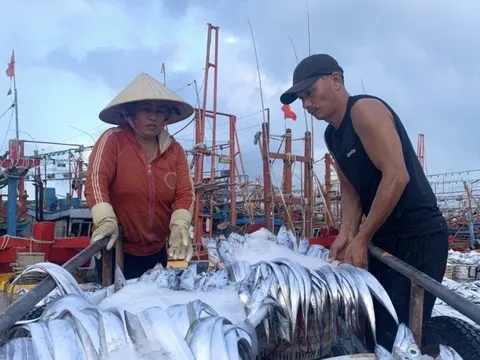 Làng biển có doanh thu hơn 50 tỷ đồng trong tháng 3: Hé lộ mức thu nhập của ngư dân