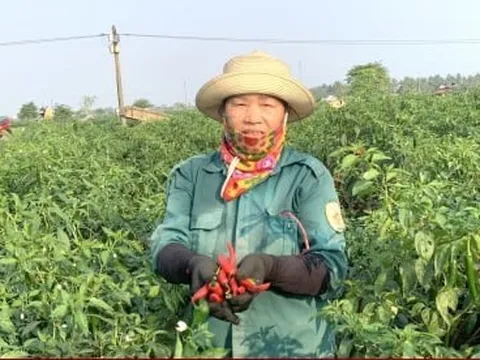Giá rớt thảm, dân trồng ớt ở Nghệ An khóc ròng