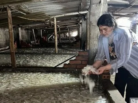 Hải Phòng: Sứa rớt giá, tàu thuyền khai thác ngày càng teo tóp