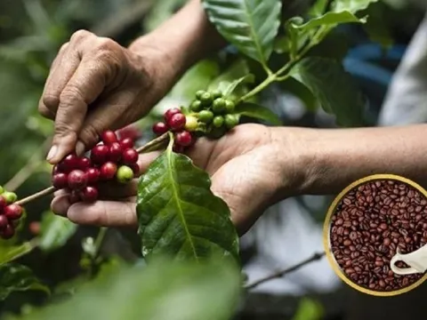 Giá cà phê trong nước đã vượt mốc 100.000 đồng/kg: Kỳ vọng chinh phục đỉnh cao mới