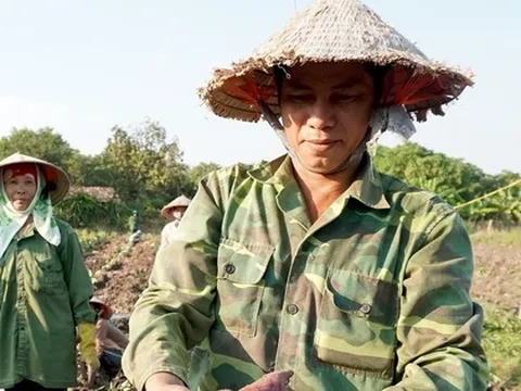 Nông dân khóc ròng vì khoai lang rớt giá thê thảm