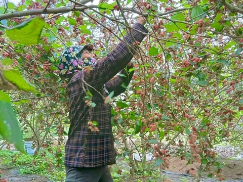 Loại cây trồng trên đất pha cát cho người dân thu nhập tiền triệu mỗi ngày