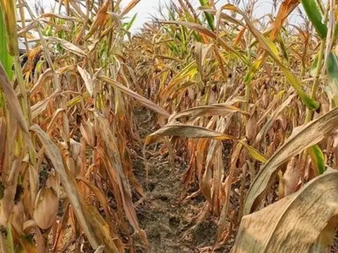 Mới nắng nóng đầu mùa, hàng chục hecta ngô ở Quảng Bình bị chết cháy