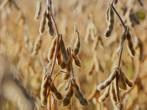 Cứu tinh từ Campuchia ồ ạt đổ bộ Việt Nam giúp người chăn nuôi lãi lớn: tăng trưởng hơn 300%, nước ta nhập khẩu đứng thứ 3 thế giới