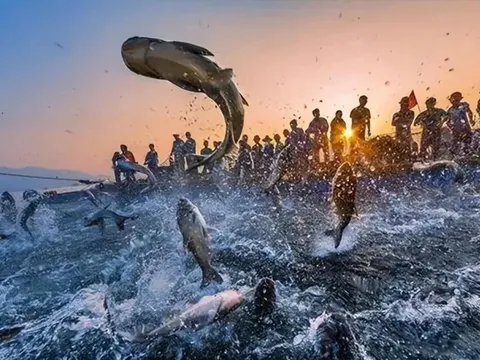 Hồ nước cao 4.441m hơn 800.000 tấn cá tràn ngập khắp nơi, rất dễ đánh bắt: Tuyệt nhiên không ai dám ăn!