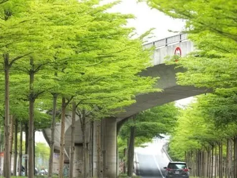 Phó Thủ tướng: Hà Nội phải nghiên cứu kỹ vấn đề ‘trong thành phố có rừng'