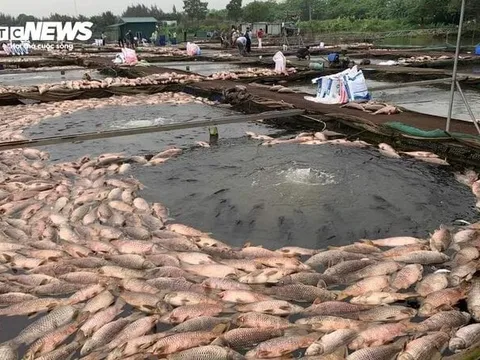 Hàng trăm tấn cá chết ở Hải Dương: Nông dân bật khóc, xót xa tiền tỷ trôi sông