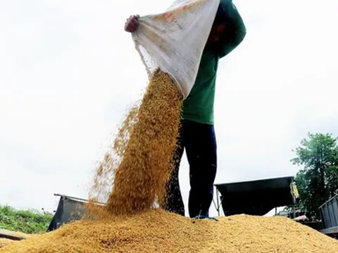 Giá lúa gạo bình ổn và những cơ hội cho gạo Việt Nam