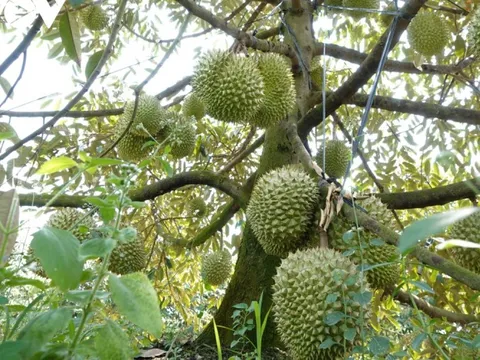 Nông dân cần cẩn trọng trong việc mua bán sầu riêng non