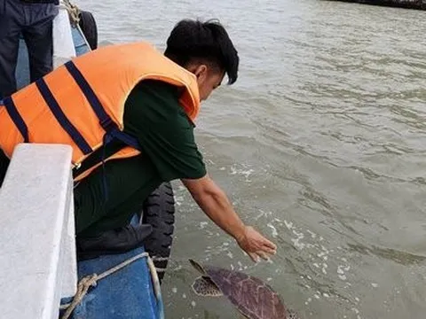 Kiên Giang: Thả cá thể rùa biển về môi trường tự nhiên