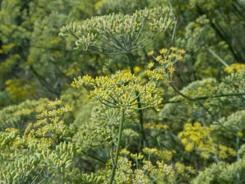 Sản vật triệu đô cực hiếm của thế giới mọc đầy tại Việt Nam: Ấn Độ, Mỹ đua nhau săn lùng, là loài cây có thể thu hoạch đến 80 năm