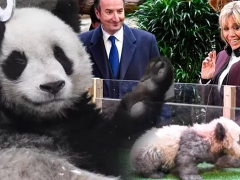 Chân dung "bạn trai tin đồn" của đỉnh lưu Fubao: "Hoàng tử nhỏ" vừa trở về nước, có phu nhân Tổng thống Pháp là mẹ đỡ đầu