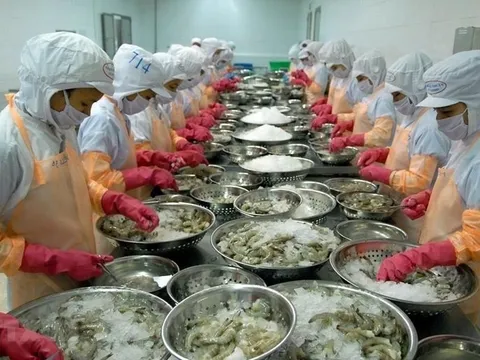 Nhiều kỳ vọng gia tăng xuất khẩu tôm sang Trung Quốc