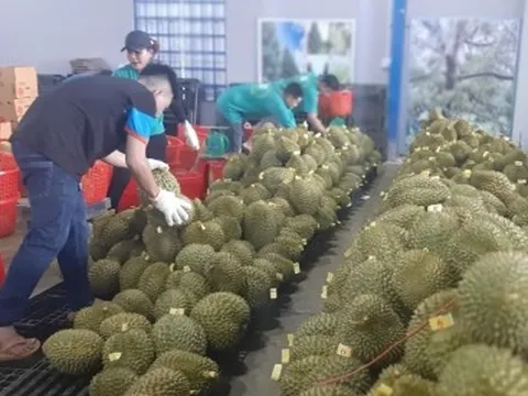 Giá sầu riêng giảm mạnh, nhà vườn vẫn lãi