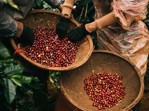 Giá cà phê trong nước tăng “phi mã”: Những con số và dự báo