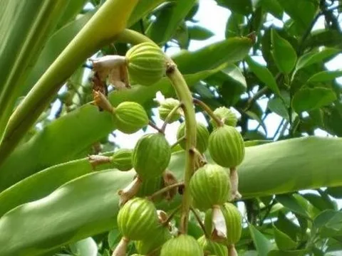 Châu Âu săn lùng loại gia vị đắt thứ 3 thế giới từ Việt Nam: Thu gần 5 triệu USD trong quý 1, trồng trên 3 năm mới cho thu hoạch