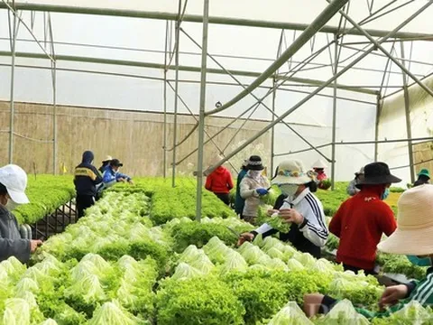 Hai điều chưa từng có vừa xảy ra ở tỉnh Lâm Đồng