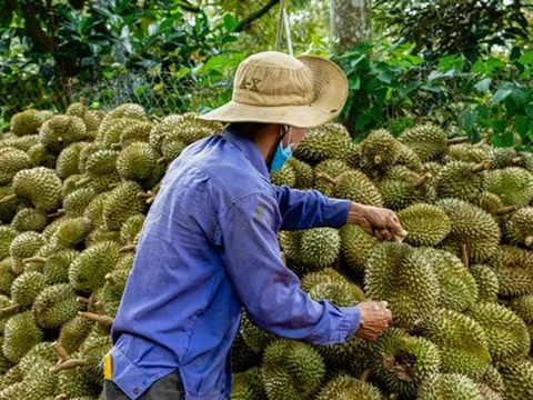 Vì sao chưa công bố nguyên nhân 30 lô sầu riêng nhiễm Cadimi?