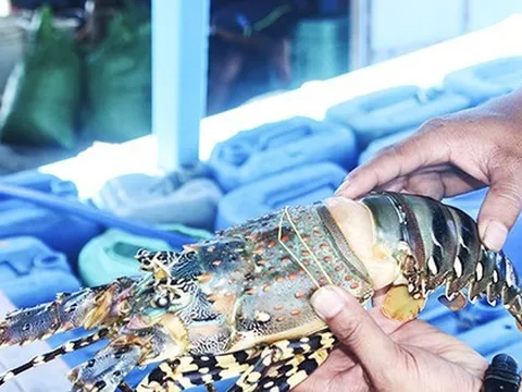 Lý do tôm hùm bông ở Khánh Hòa chết hàng loạt