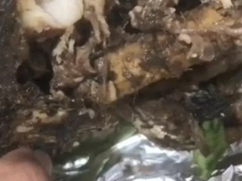 Đắk Lắk: Chủ quán bán cá lóc nướng có dòi bị phạt hơn 4 triệu đồng