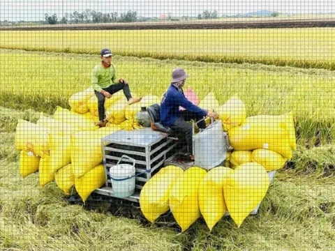 Giá gạo trong nước và xuất khẩu duy trì ổn định