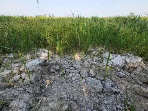 Xâm nhập mặn ở đồng bằng sông Cửu Long tiếp tục ở mức cao