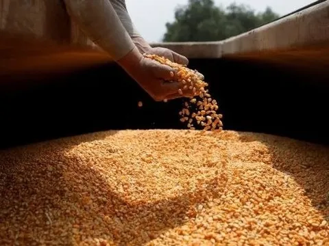 Hàng chục nghìn tấn mặt hàng này từ Lào đổ bộ dù Việt Nam có sản lượng gấp 8,5 lần