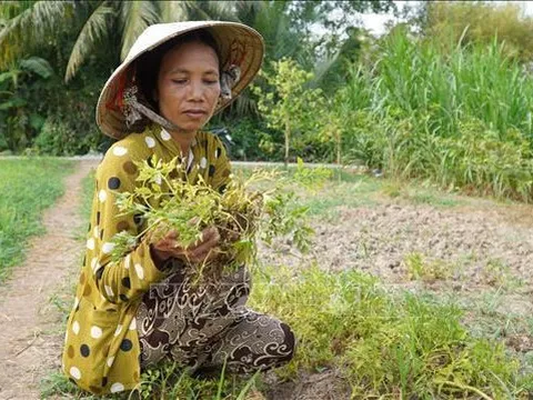 Nắng nóng gay gắt gây thiệt hại rau màu của nông dân