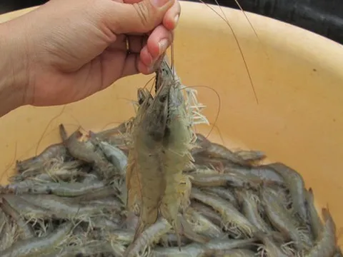 Vì sao Hàn Quốc hạn chế nhập khẩu tôm Việt Nam?