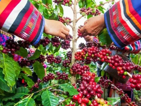 Giá cà phê neo cao kỷ lục và những dự báo