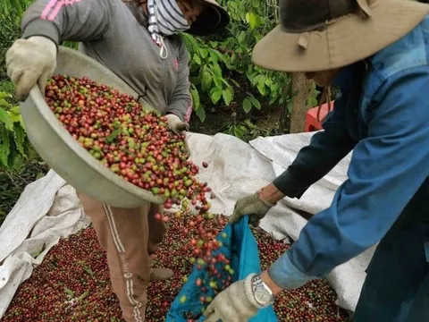 Giá cà phê tiếp tục "xô đổ" các kỷ lục