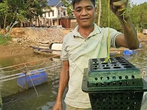 Bỏ cua vào hộp nhựa thả ở ngã ba sông, sau 3 tháng đã cho thu hoạch