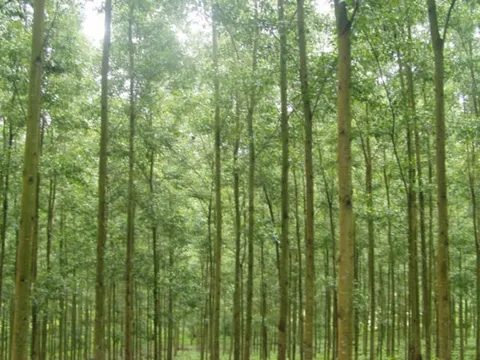 Không còn “gặt lúa non”, người dân trồng rừng gỗ lớn cho thu nhập cao