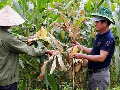 Hà Tĩnh: Đã xác định được nguyên nhân ngô chết khô