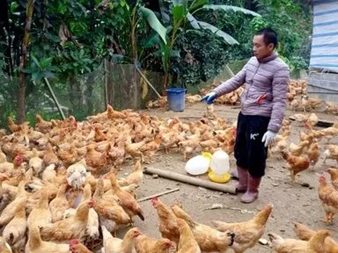 “Bỏ phố về quê” nuôi con 2 chân, chàng trai thu lãi 300 triệu đồng/năm